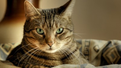 Добрая история про кота